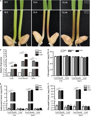 Eutrema EsMYB90 Gene Improves Growth and Antioxidant Capacity of Transgenic Wheat Under Salinity Stress